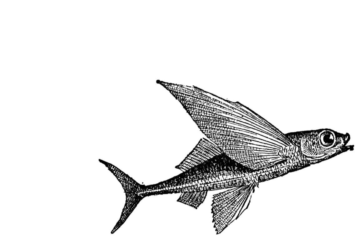Flying Fish Co. Fish That Fly Co.